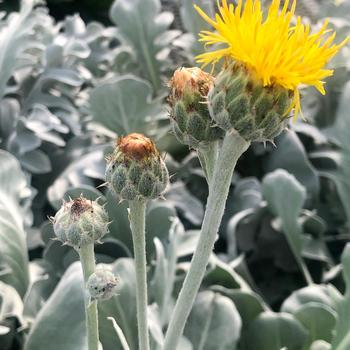 Centaurea ragusina 'Snowy Owl'