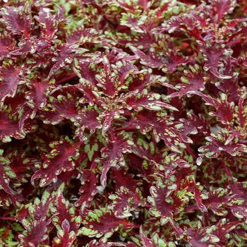 Coleus 'Burgundy Filigree' 