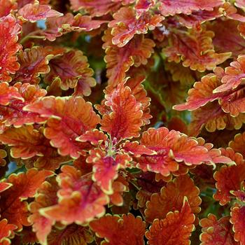 Coleus 'Nutmeg' 