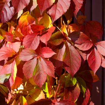 Parthenocissus quinquefolia 'Red Wall®'