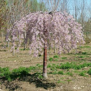 Prunus 'Pishnshzam' 