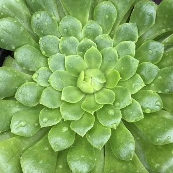 Aeonium tabuliforme