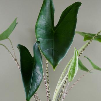 Alocasia zebrina