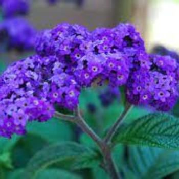 Heliotropium arborescens 'Midnight Sky' 