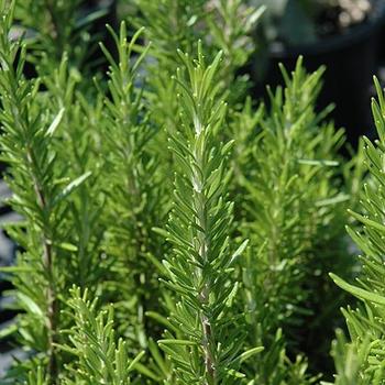 Rosmarinus officinalis 'Speedy' 