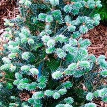 Abies koreana 'True Blue' 