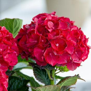 Hydrangea Macrophylla 'Hokomaburlac' PPAF