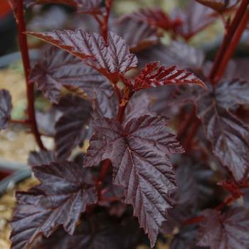 Physocarpus opulifolius Gumdrop™ 'Burgundy Candy'