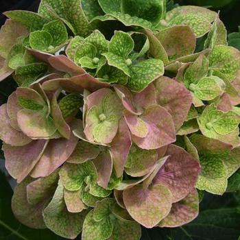 Hydrangea Macrophylla 'COF HM2' 