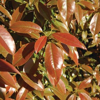 Photinia glabra 'Dynamo Red'