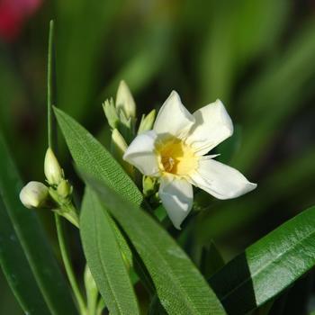 Nerium oleander 'Turner's 6-667' PP12171
