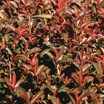 Photinia 'Cracklin' Red™'