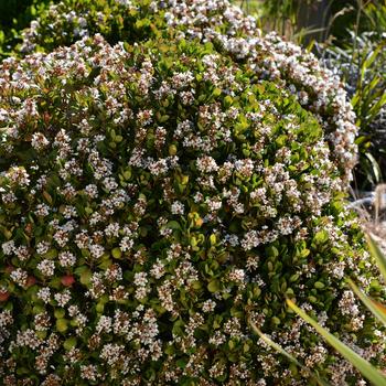 Rhaphiolepis indica 'Oriental Pearl'