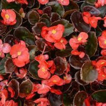 Begonia semperflorens 'Red Leaf Red' 