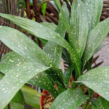 Aspidistra elatior 'Milky Way' 