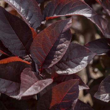 Prunus cerasifera 'Purple Plunge®'