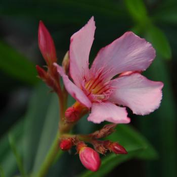 Nerium oleander 'Turner's Flirt™'