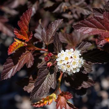 Physocarpus opulifolius 'Alouette™'