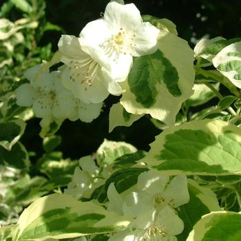 Philadelphus coronarius 'Icelandic™'