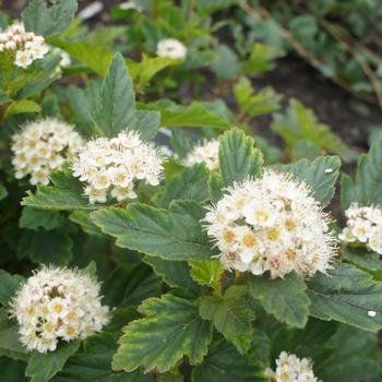 Physocarpus opulifolius Gumdrop™ 'Caramel Candy'