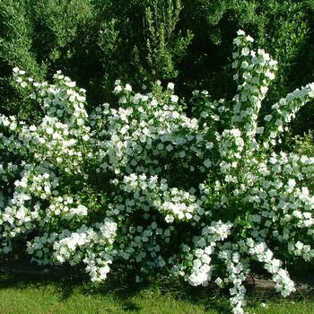 Philadelphus coronarius 'Romantic Knight™'