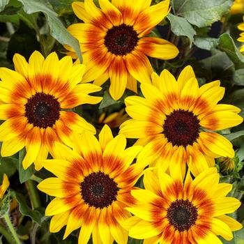 Helianthus Suncredible® 'Saturn™'