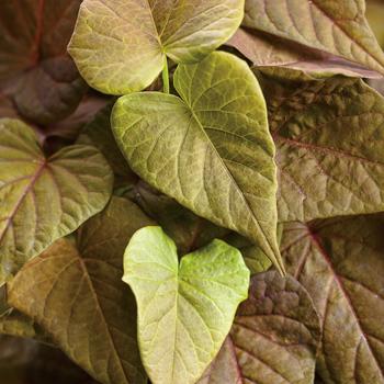 Ipomoea batatas 'Sweet Caroline Sweetheart Red'