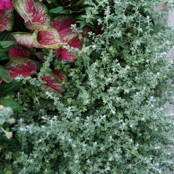 Helichrysum petiolare 'Petite Licorice' 