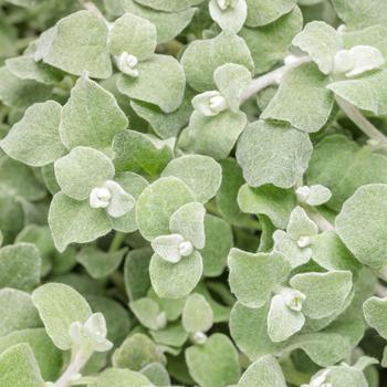 Helichrysum petiolare 'White Licorice' 