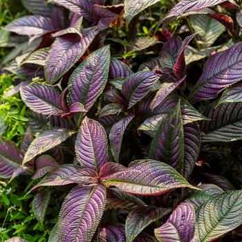 Strobilanthes dyerianus