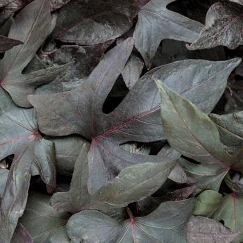 Ipomoea batatas 'Blackie'