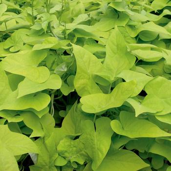 Ipomoea batatas 'Margarita'