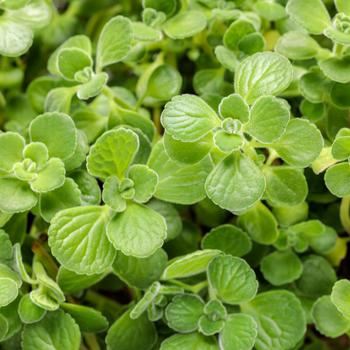 Plectranthus 'Cerveza 'n Lime' 