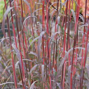 Andropogon gerardii 'Holy Smoke' 