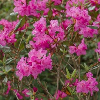 Rhododendron 'Landmark' 