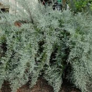 Artemisia tridentata