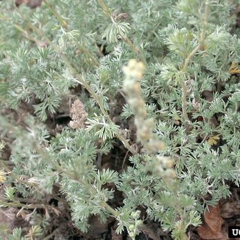 Artemisia frigida