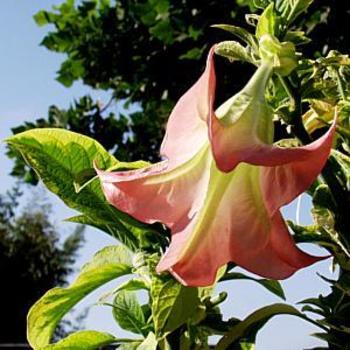 Brugmansia 'Miner's Claim' PP15747