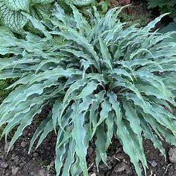 Hosta 'Silly String' 