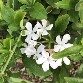 Plumbago auriculata 'Monite' PP13953