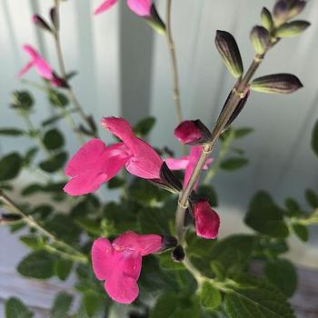 Salvia lemmonii