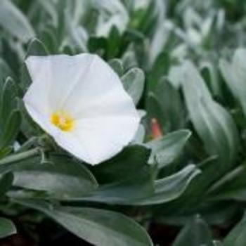 Convolvulus cneorum 'Snow Angel' 