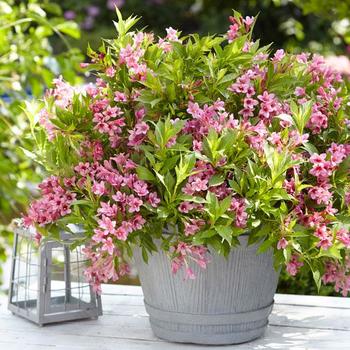 Weigela Picobella™ 'Rosa'