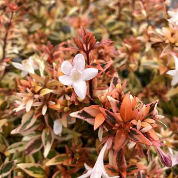 Abelia x grandiflora nana Suntastic™ 'Peach'