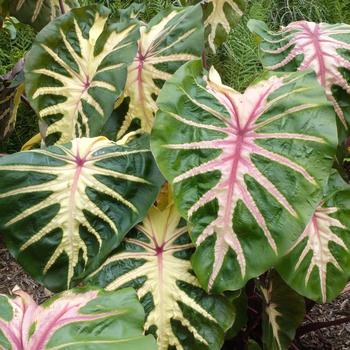 Colocasia esculenta 'Waikiki' 