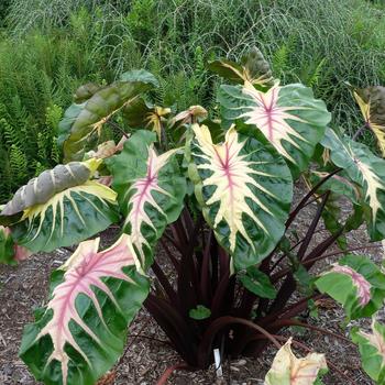 Colocasia esculenta 'Waikiki' 