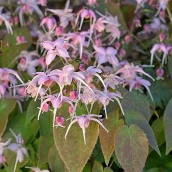 Epimedium grandiflorum 'Pretty in Pink' 