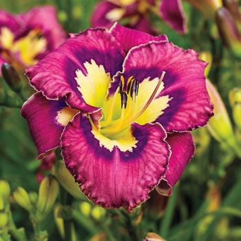 Hemerocallis 'Catcher in the Eye' 