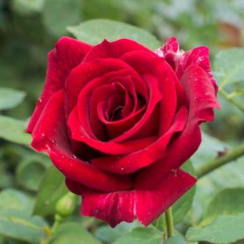 Rosa 'Oklahoma' 