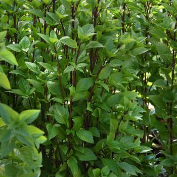 Ocimum basilicum 'Everleaf Thai Towers' (193568)